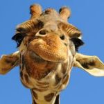 giraffe1.jpg