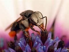 Stingless/Sugarbag