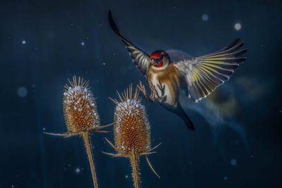 bird-photographer-of-the-year-2024-winners-14.jpg