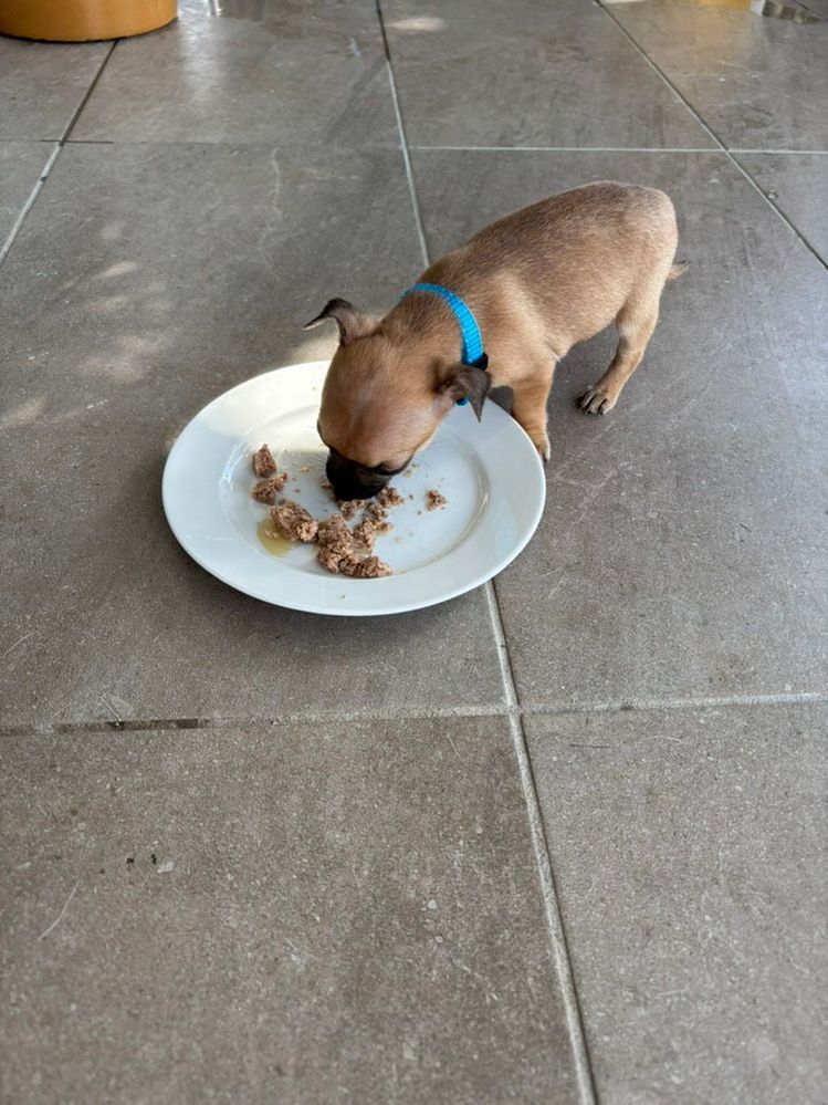 My little foodie