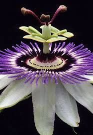 images (14).jpeg