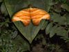 jupiter-butterfly.jpg