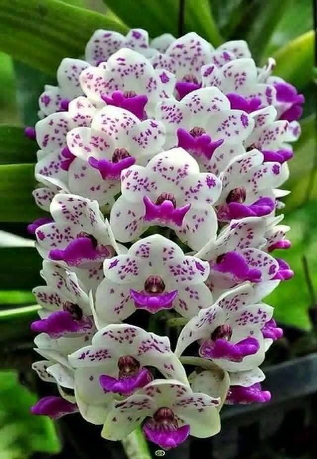 flower z.jpg