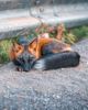 black-orange-cross-fox-photo-sam-gaby-26-5e71fe7de8e1b__700.jpg