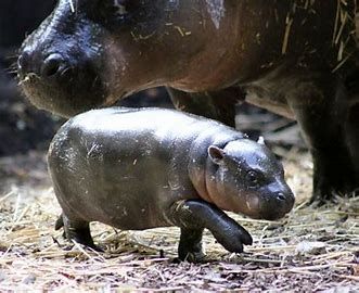 pygmy hippos