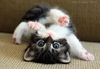cat.jpg